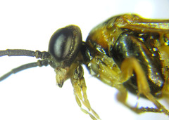 Euura gracilidentata