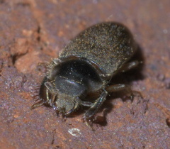 Heterocerus mollinus