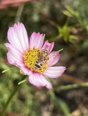 Halictus ligatus