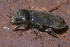 Heterocerus mollinus