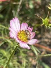 Halictus ligatus