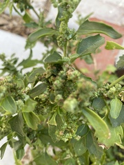 Chenopodiastrum murale