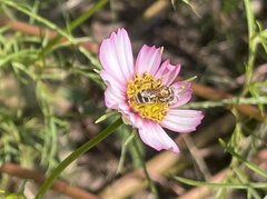 Halictus ligatus