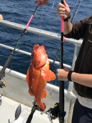 Sebastes constellatus