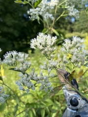 Eupatorium serotinum