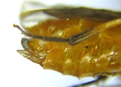Euura gracilidentata