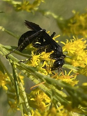 Pompilidae