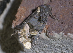 Homophoberia apicosa