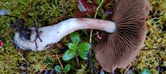 Cortinarius laniger