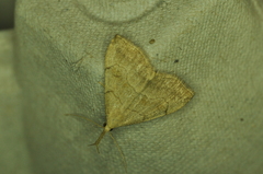 Phalaenostola metonalis