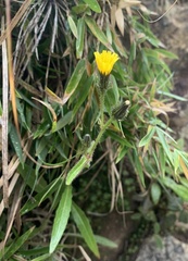 Picris hieracioides morrisonensis