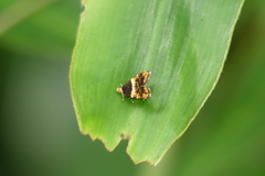Choreutis argoxantha