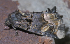 Homophoberia apicosa