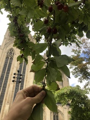 Cornus mas