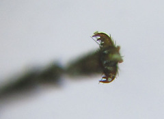 Euura gracilidentata