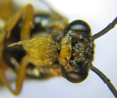 Euura gracilidentata