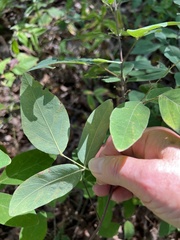 Desmodium glabellum