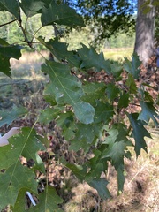 Quercus palustris
