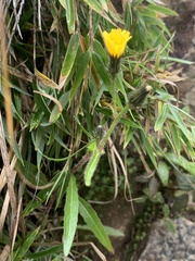 Picris hieracioides morrisonensis