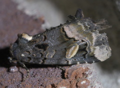 Homophoberia apicosa