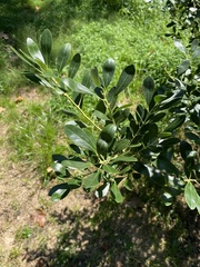 Ilex glabra