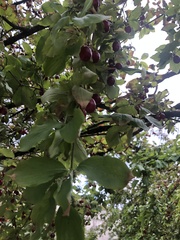 Cornus mas