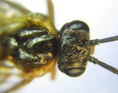 Euura gracilidentata