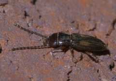 Laemophloeus