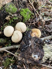 Apioperdon pyriforme