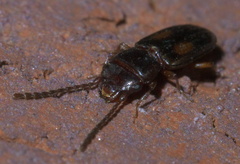 Laemophloeus