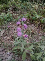 Vernonia greggii
