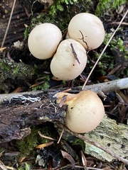 Apioperdon pyriforme