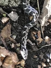 Pantherophis alleghaniensis