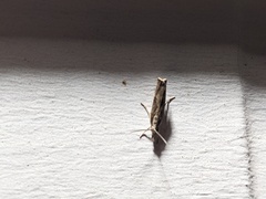 Crambus