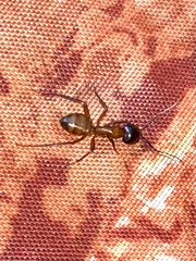 Camponotus americanus