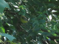Leiothlypis ruficapilla