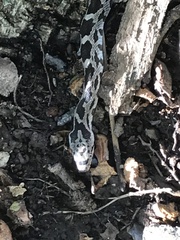 Pantherophis alleghaniensis