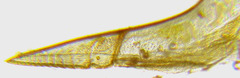 Euura gracilidentata