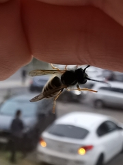 Vespula vulgaris