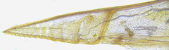 Euura gracilidentata