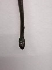 Lycodonomorphus rufulus