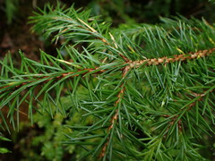 Picea sitchensis
