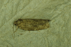 Choristoneura fumiferana