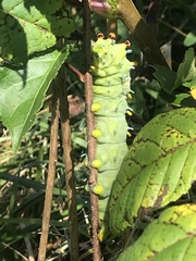 Hyalophora cecropia