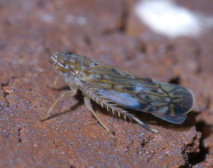 Scaphoideus