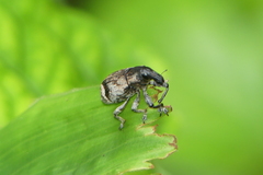 Atactogaster zebra