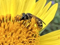 Halictus ligatus