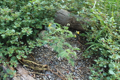 Senna apiculata