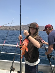 Sebastes constellatus