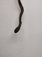 Lycodonomorphus rufulus